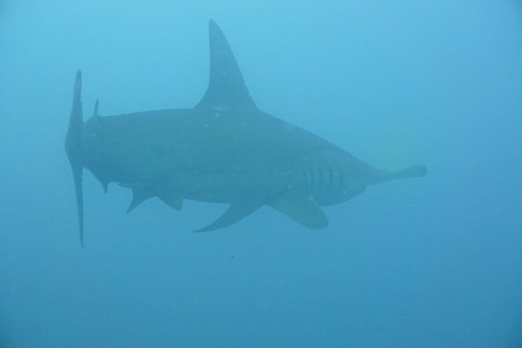 Hammerhead shark while diving in the Galapagos