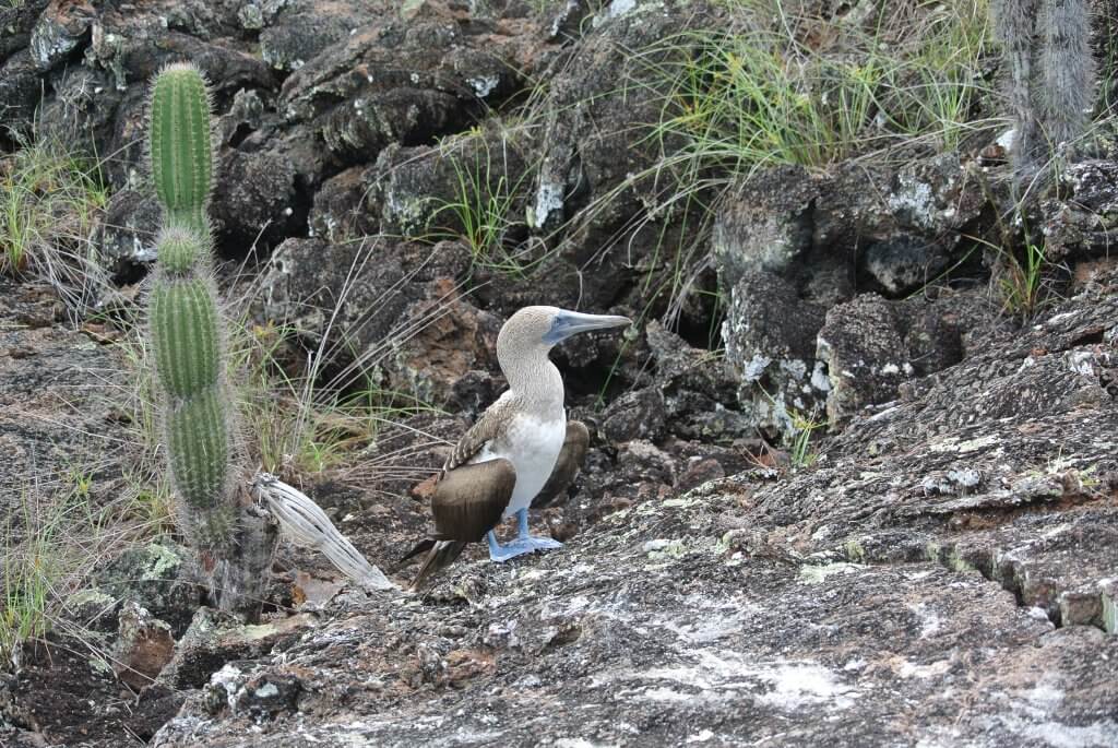 Blue footed booby in the Galapagos