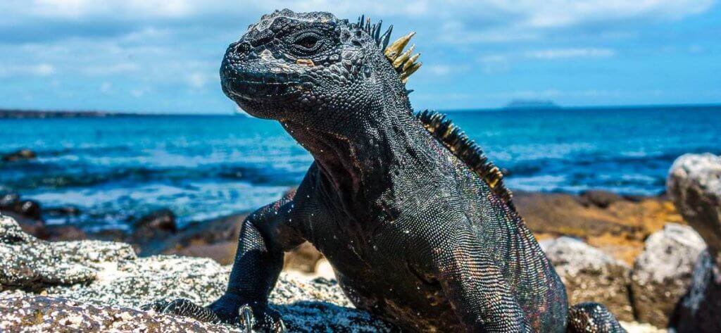 Top travel destination for 2020 - Galapagos Islands